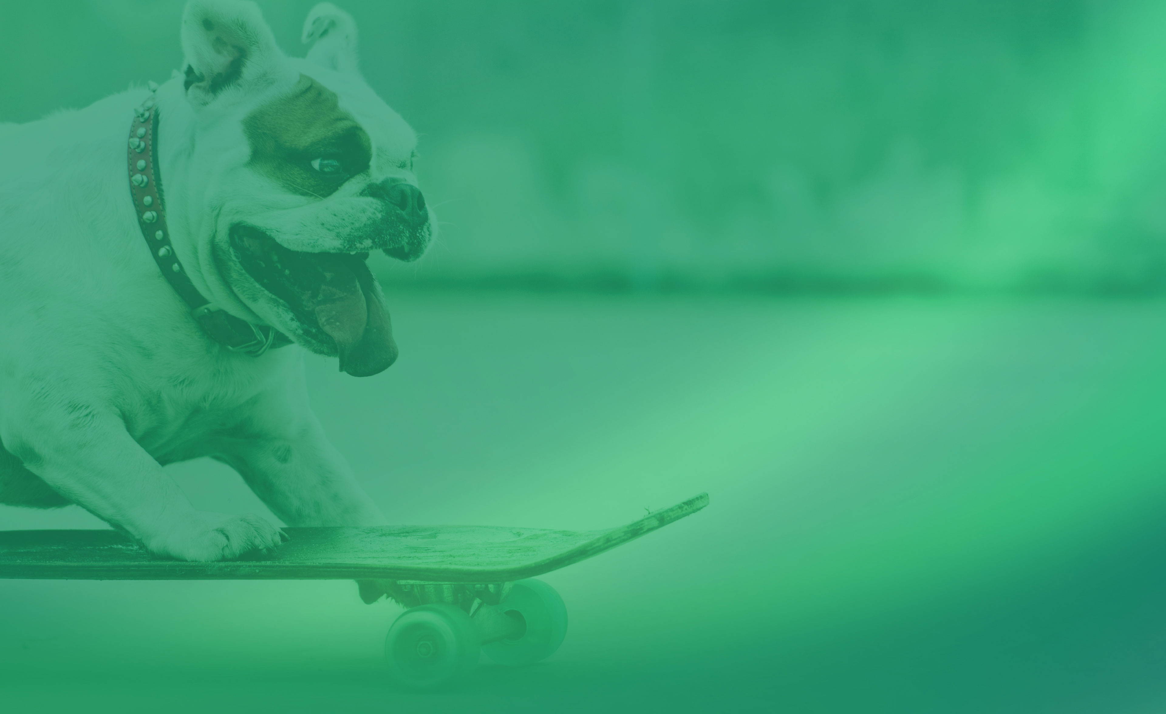 A pet project with real animal magnetism